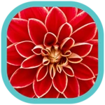 Logo of Flowers HD Wallpapers android Application 